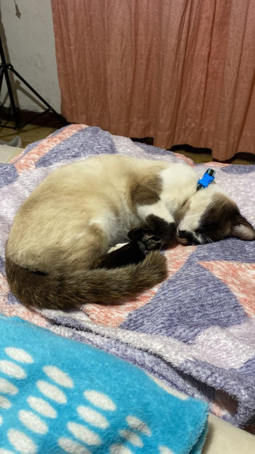 Milo (mailo)