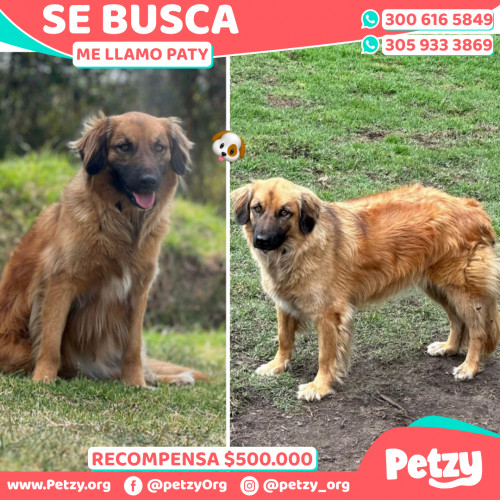 Foto de mascota Paty