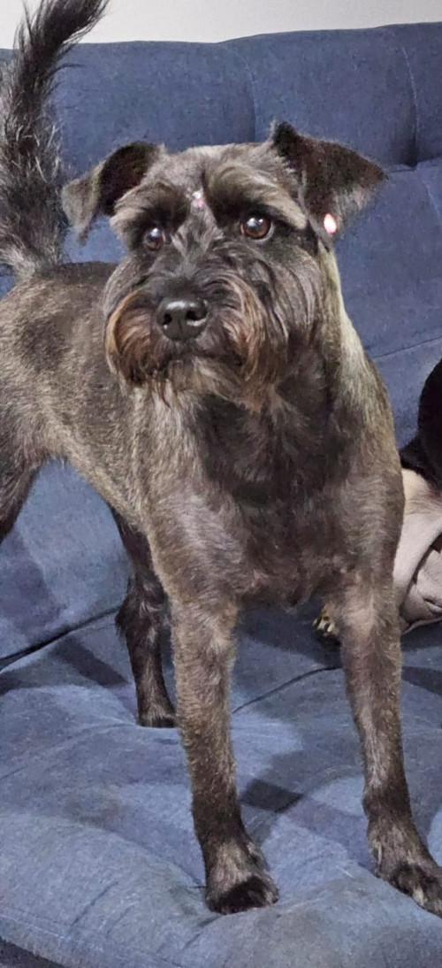 Dulce Lulú