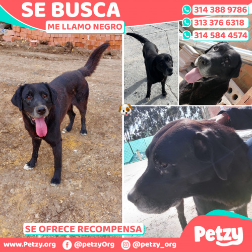 Foto de mascota Negro