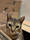 Foto de Gato en Envigado Antioquia #1
