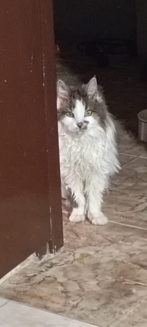 Peluza