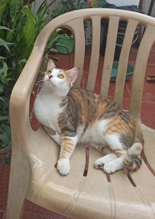 Cirila