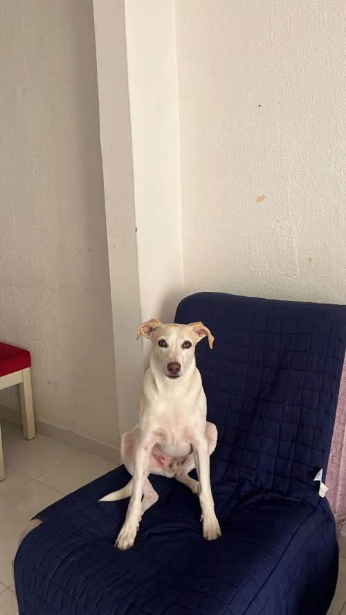 Loky