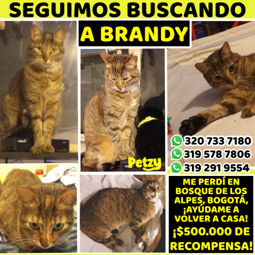 Banner de Brandy