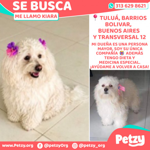 Foto de mascota Kiara