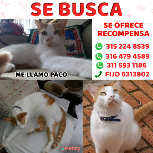 Foto de mascota Paco