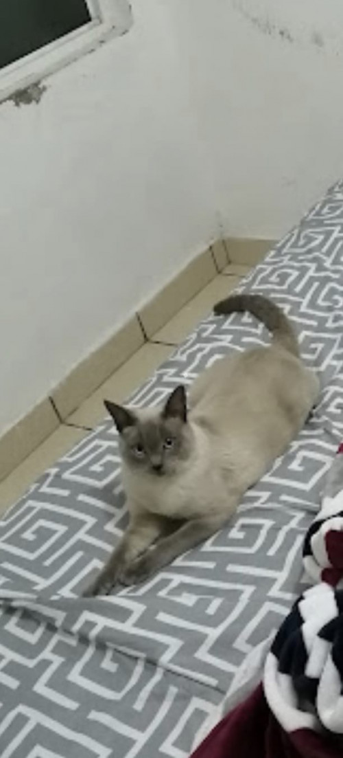 Bruce