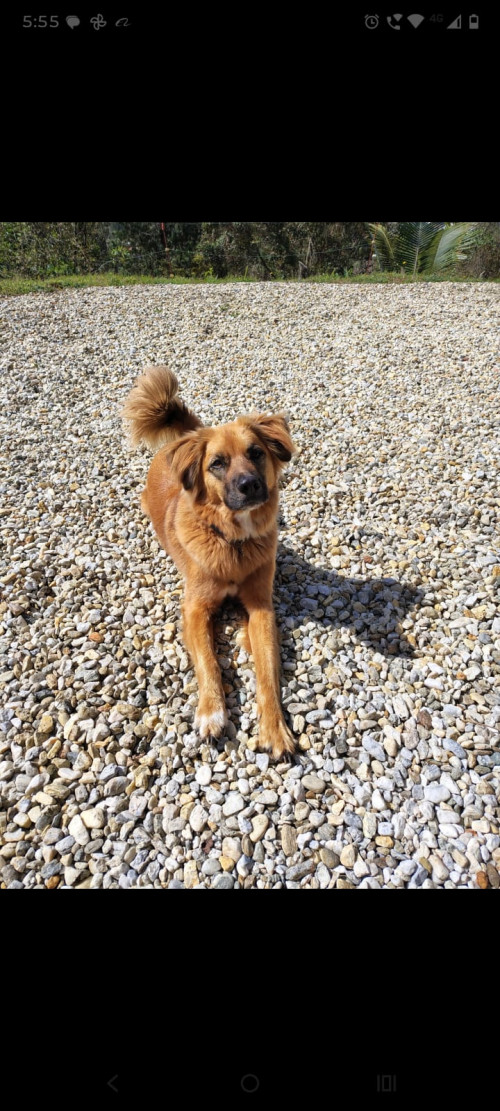 Bruno