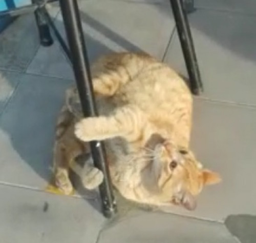 Rambo