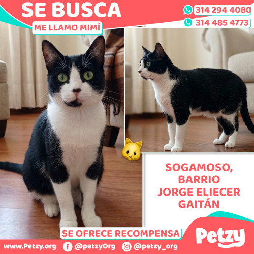 Foto de mascota Mimí