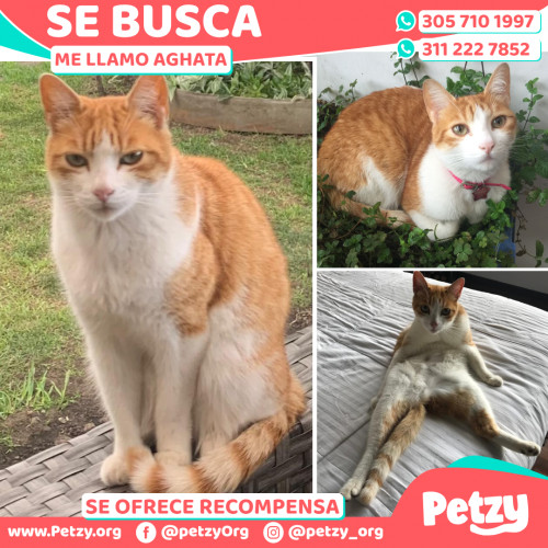 Foto de mascota Aghata