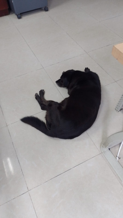 Negra María