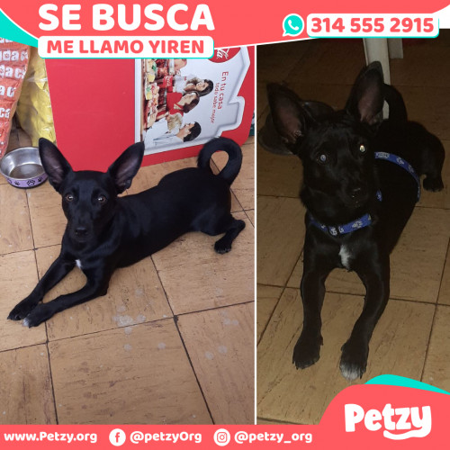 Foto de mascota Yiren