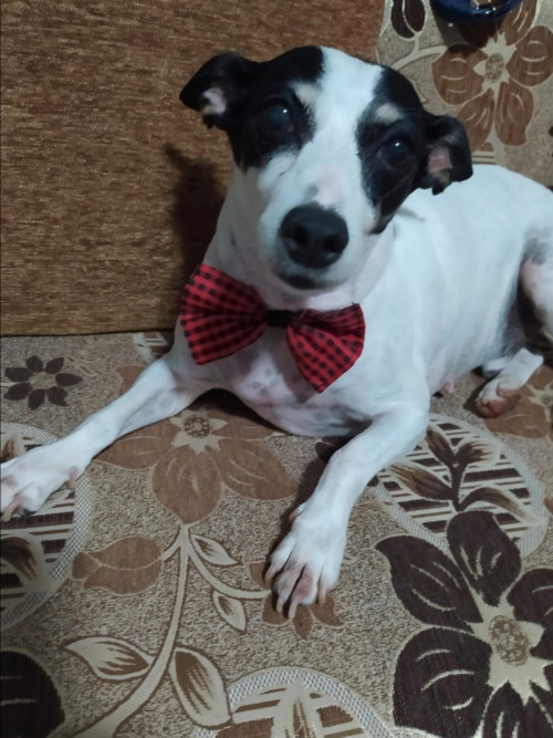 Paco Marcelo