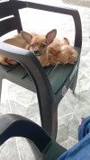 Foto de Molly en Neiva Huila #1