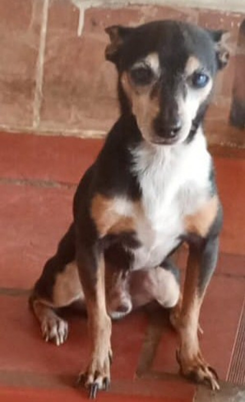 Cosito