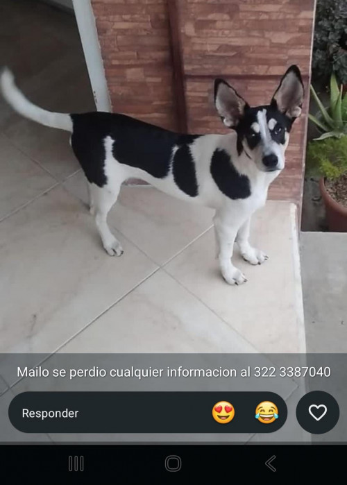 Mailo