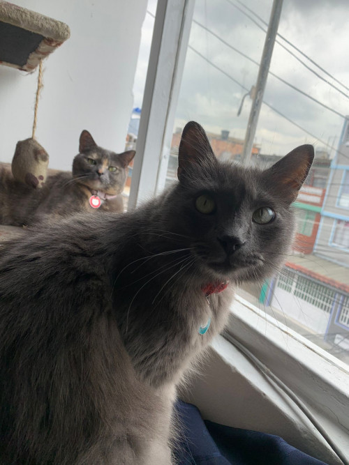 Paco