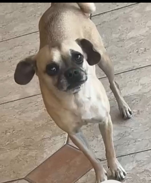 Panchita