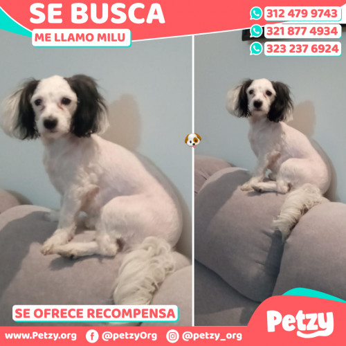 Foto de mascota Milu 