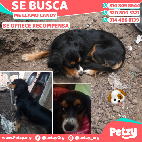 Foto de mascota Candy