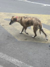 Foto de Lulú en  Bogotá #0