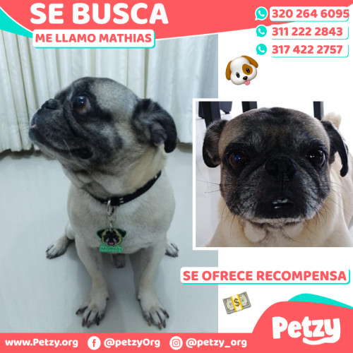 Foto de mascota Mathias