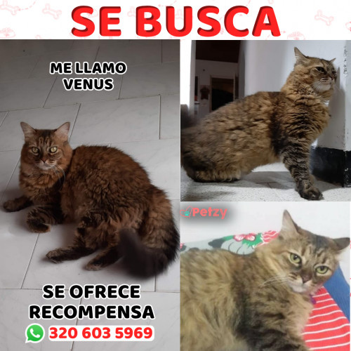 Foto de mascota Venus