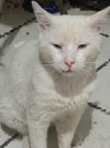 Foto de Mishi en Lerdo Durango #0