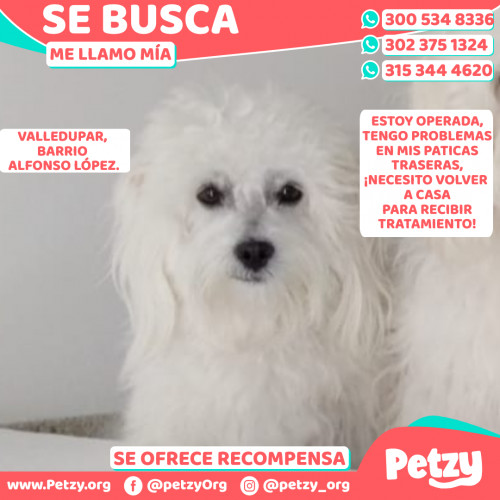 Foto de mascota Mía