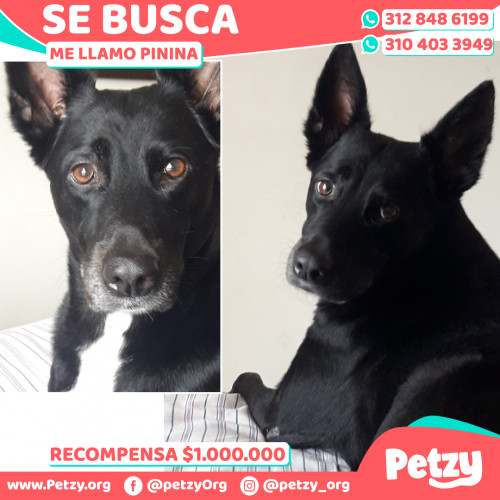 Foto de mascota Pinina