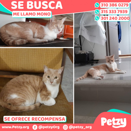 Foto de mascota Mono