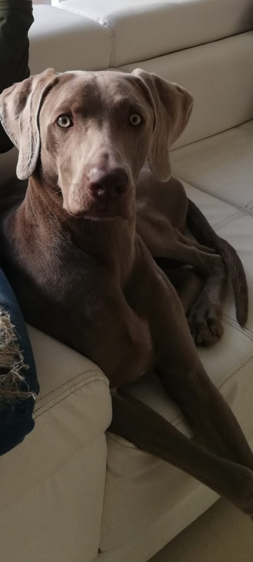 Sam