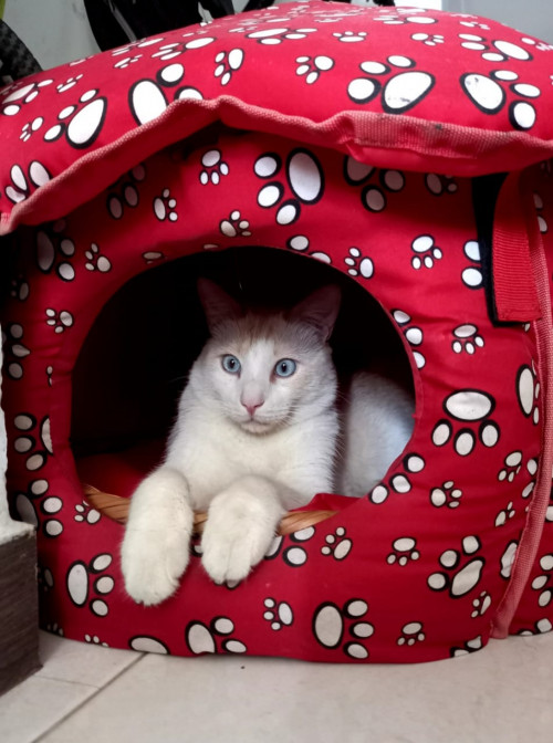 Kiro