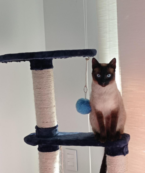 Rosita