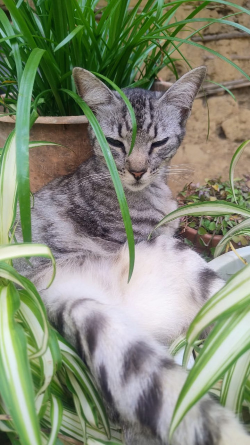 Niña