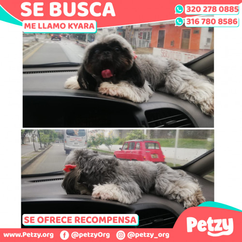 Foto de mascota Kyara