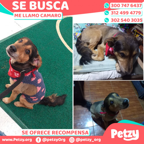 Foto de mascota Camaro