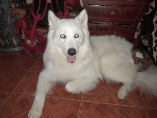 Max