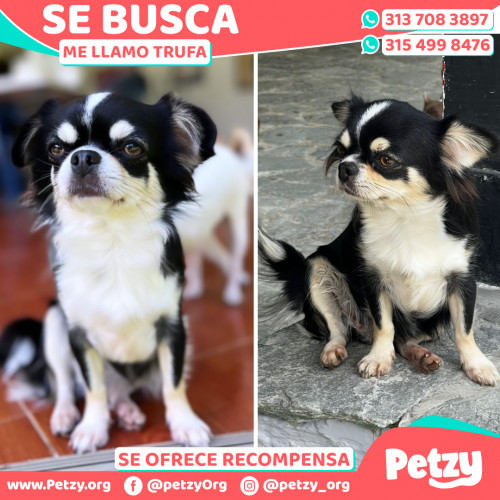 Foto de mascota Trufa