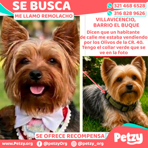 Foto de mascota Remolacho
