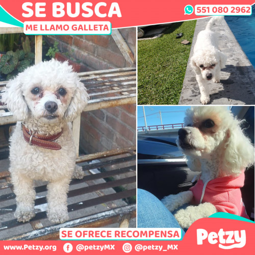 Banner de Galleta