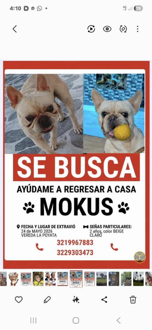 Mokus