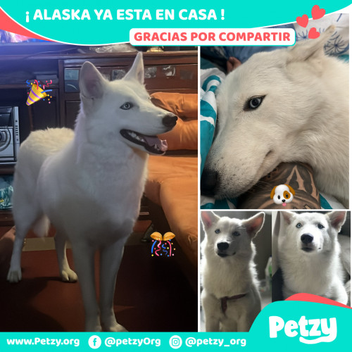 Foto de mascota Alaska