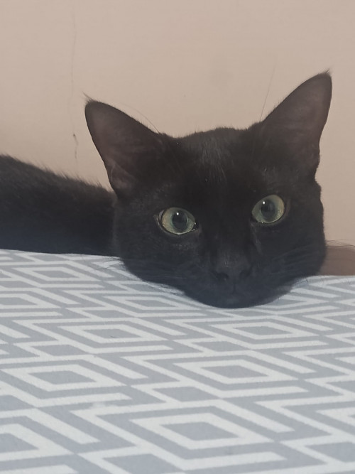 Titi