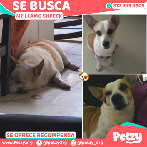 Foto de mascota Shreck