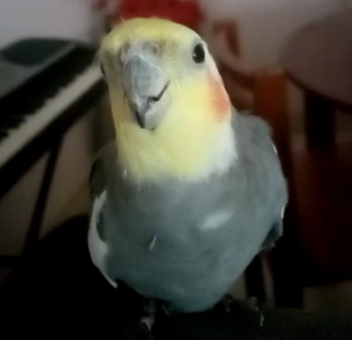Pepe Grillo