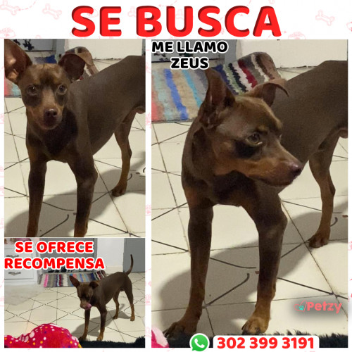 Foto de mascota Zeus