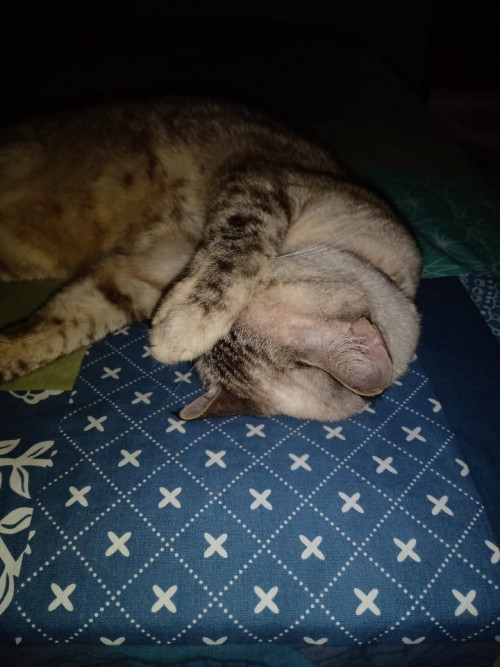 Niña